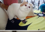 金年会电子-团队荣耀与孤星倔强，当瑞典铁蹄踏过红土，本泽马一剑封喉亚平宁