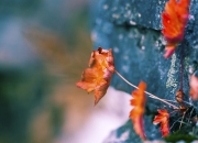 金年会官网-乔治璀璨生涯夜，骑士主场碾压湖人！