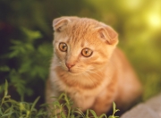 金年会官方-樱花武士的逆袭，迪亚斯致命一击如何撕碎阿根廷的华丽探戈