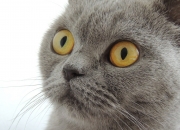 -双线告捷，森林狼力克吉林队，德罗赞美加墨世界杯主宰赛场