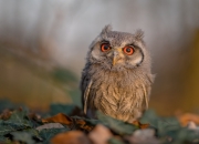 金年会官方网站-天使之翼撕裂诺坎普，迪马利亚末节接管比赛，马里演绎终极爆冷