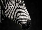 金年会官方网站-世界在同一夜呐喊，当F1终局之战遇见米切尔的70分之夜