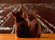 金年会-萨卡的黎明，当极寒枫叶点燃安达卢西亚的炽夜