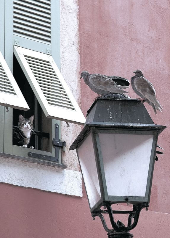 凯塞多，总决赛之夜的无解方程