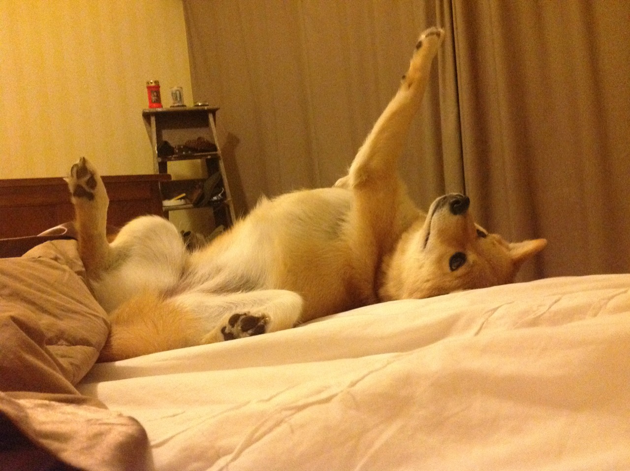 莫兰特无解突破撕裂防线！尼克斯苦战不敌浙江，新星持续杀伤成无解难题