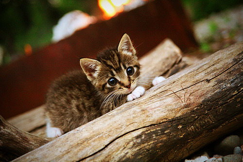 东决之夜,福克斯的绝杀时刻