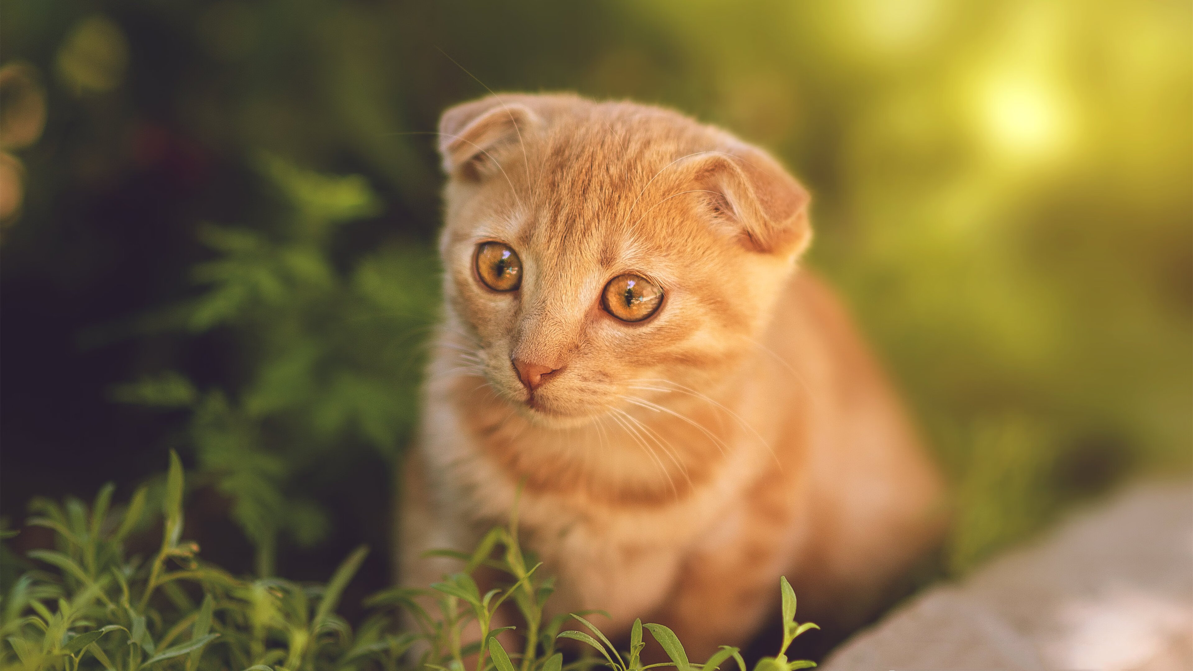 樱花武士的逆袭，迪亚斯致命一击如何撕碎阿根廷的华丽探戈