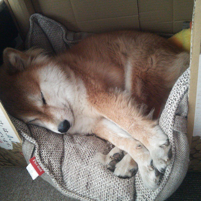 绿茵烽火，格列兹曼关键制胜与突尼斯血拼阿根廷的足球史诗