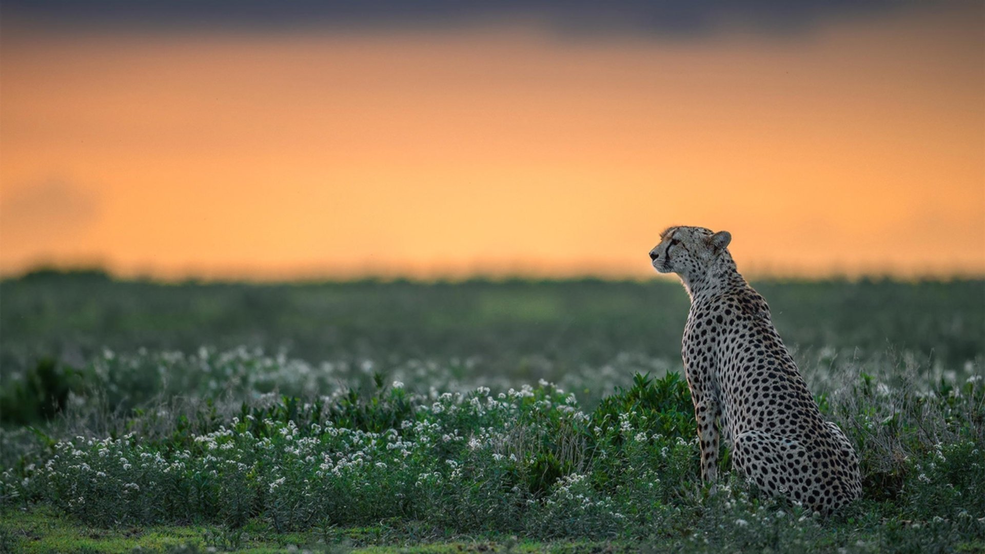 赛场交响诗，F1银箭战术与詹姆斯的攻防独白