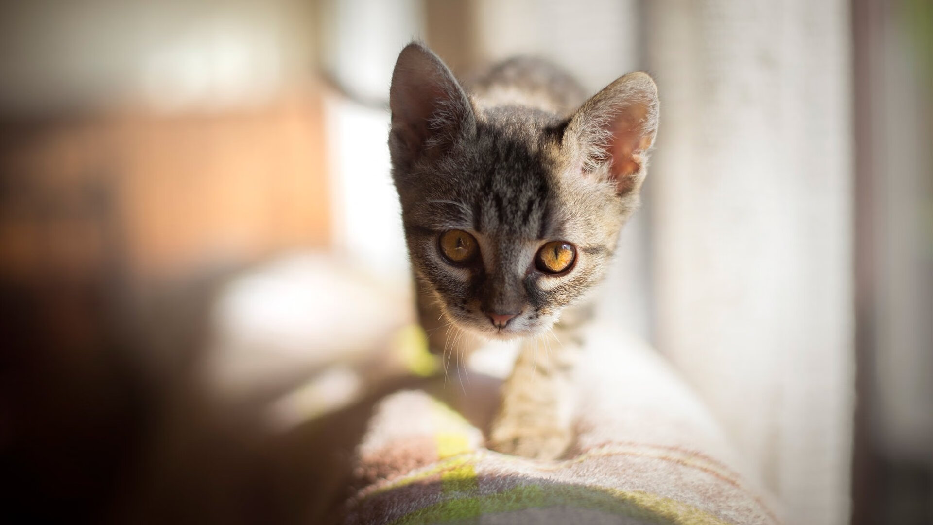 热火队提前终结悬念轻取北京，班凯罗巨星价值尽显无遗