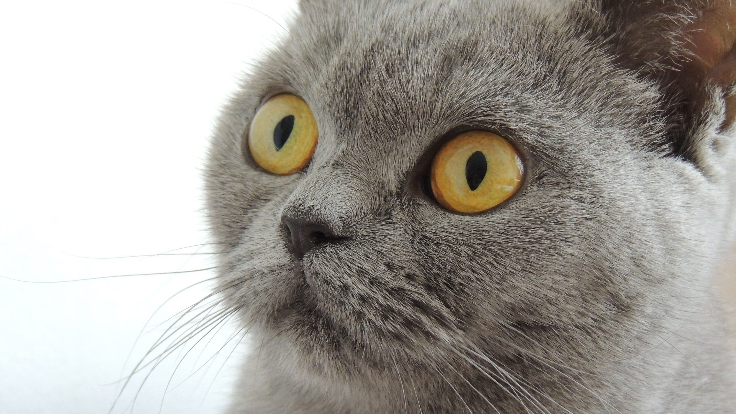 双线告捷，森林狼力克吉林队，德罗赞美加墨世界杯主宰赛场