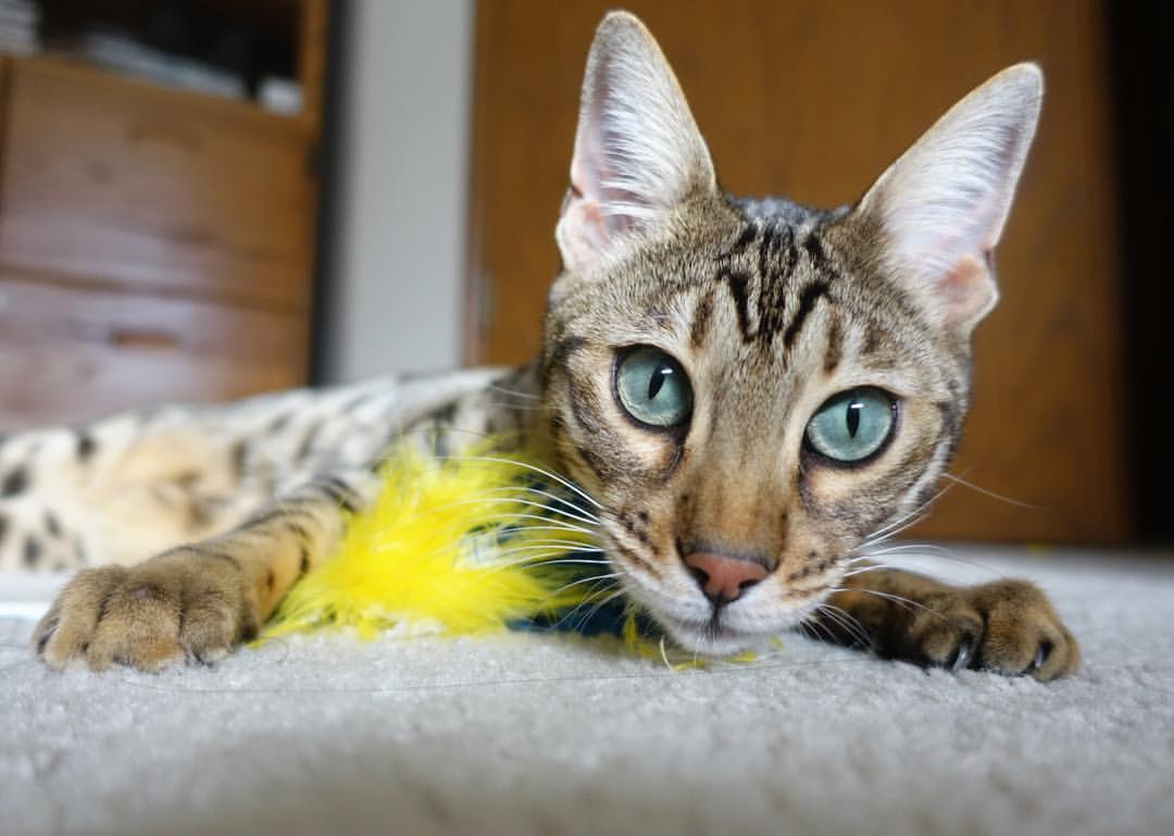 关键先生戈麦斯，安哥拉对阵南非的胜利之战