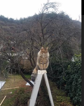 欧冠决赛焦点战，尤文图斯掀翻阿根廷巨星的统治，书写绿茵传奇