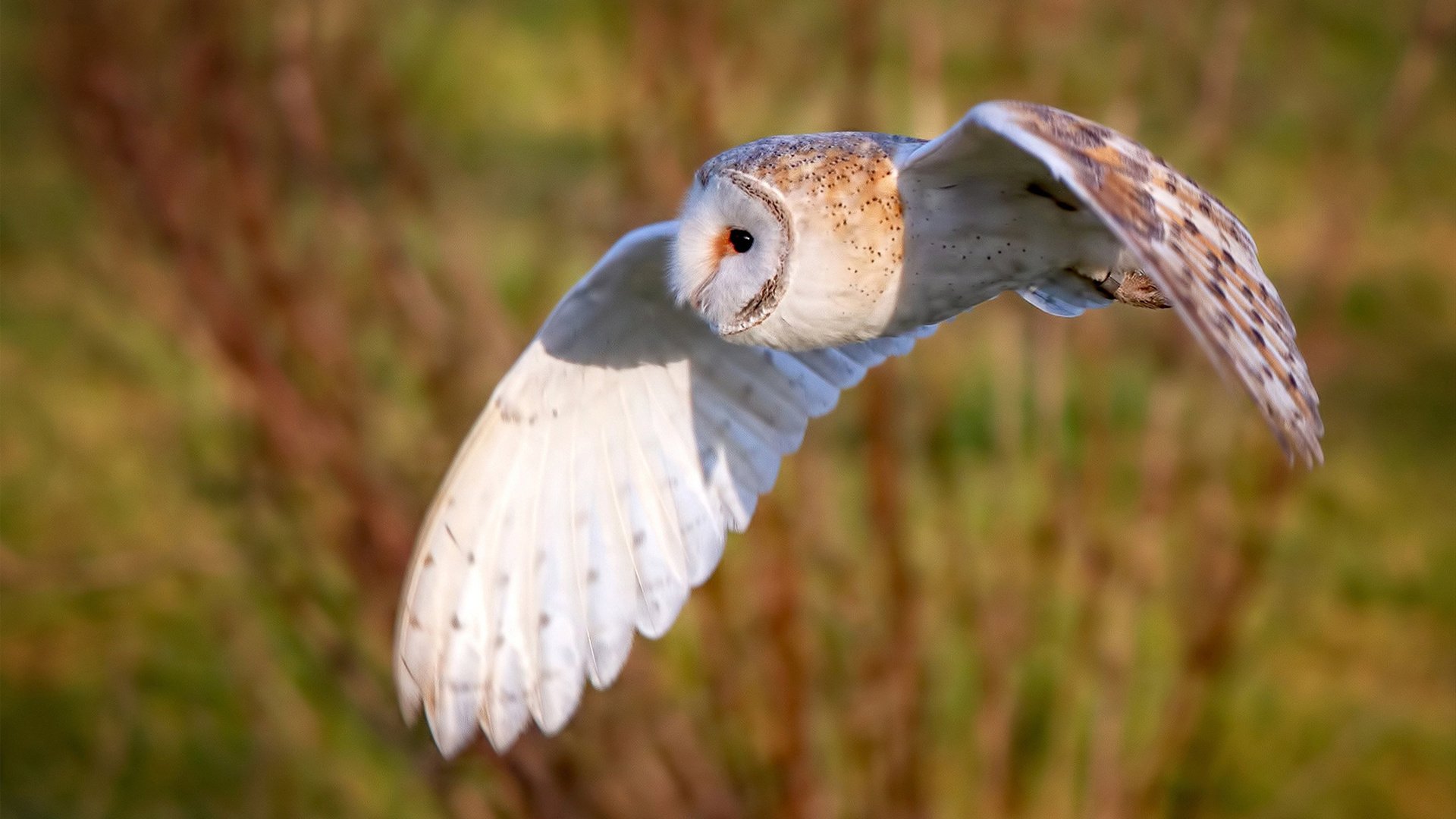 火线破防！上海主场迎战火箭，武切维奇降维打击完全展现个人统治力