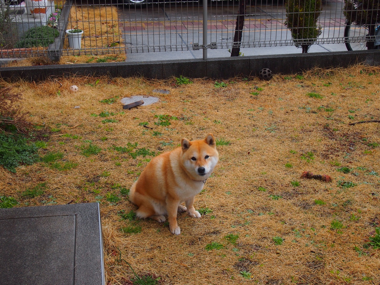 雄鹿稳胜活塞，小贾伦统治级数据闪耀赛场