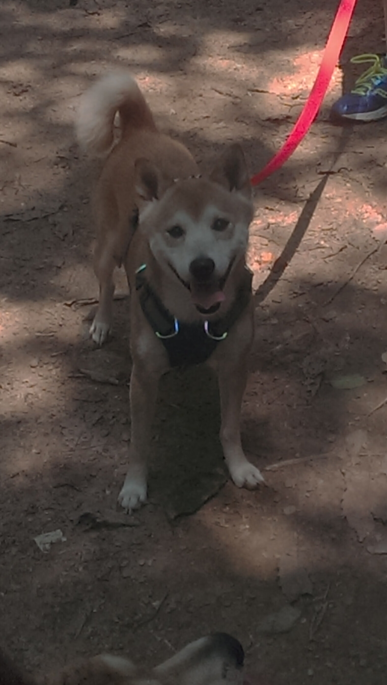 雄鹿粉碎国王，班凯罗关键节点连续得分锁定胜局